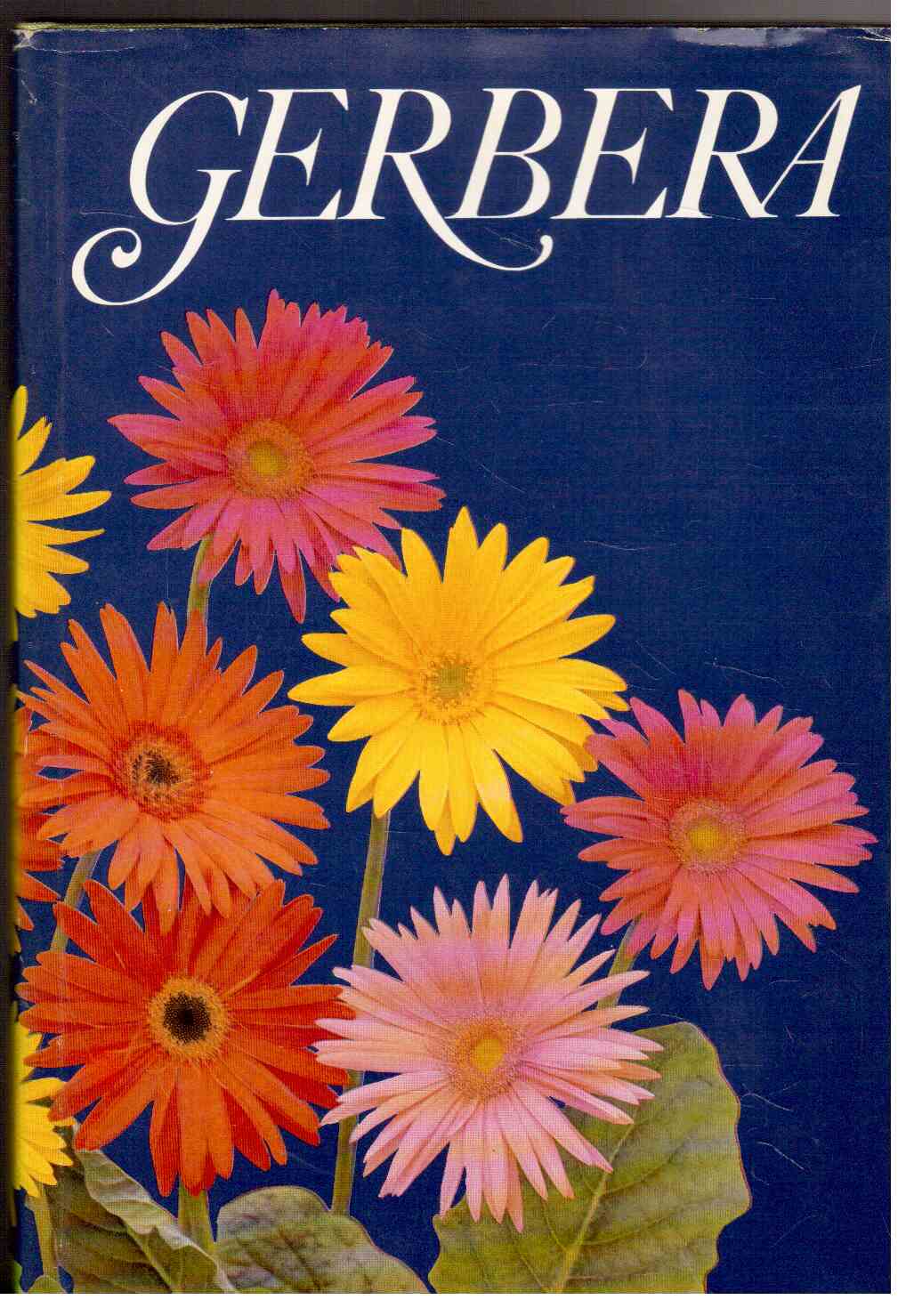 Gerbera Gerbera