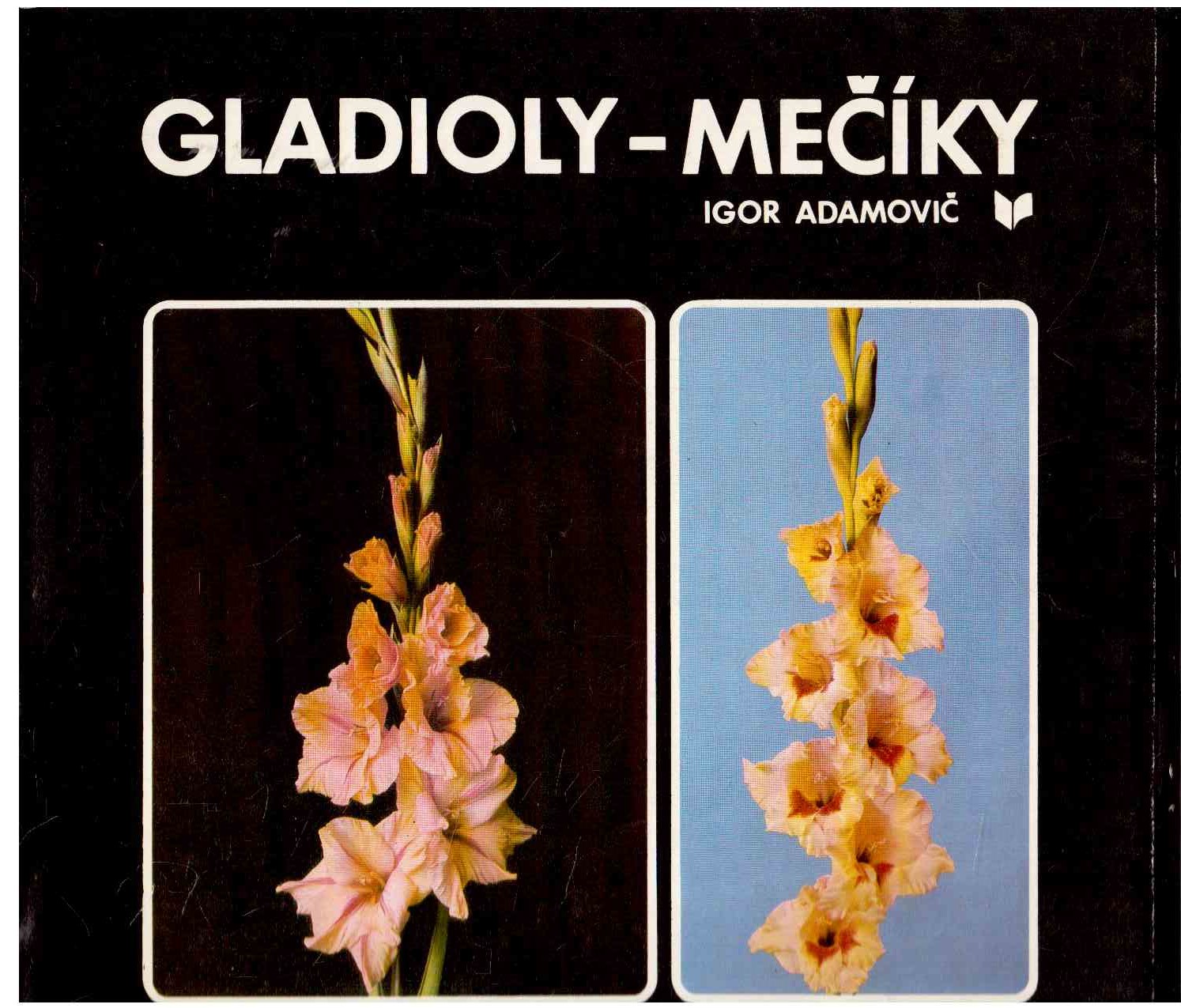 Gladioly-Meciky Gladioly-Meciky