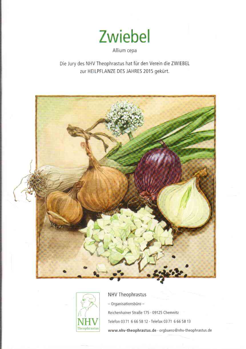 Zwiebel Allium cepa